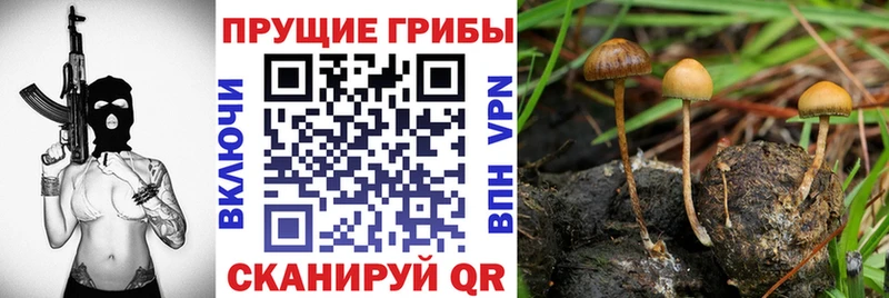Галлюциногенные грибы Psilocybe мега tor Руза
